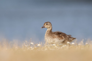 Mallard Duckling (Anas platyrhynchos)