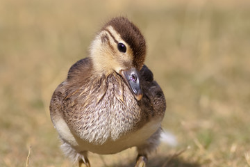 Mallard Duckling (Anas platyrhynchos)