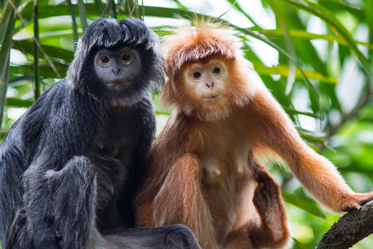 Javan Lutung