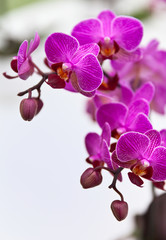 Blurred floral background of pink hybrid orchids with burgundy veins