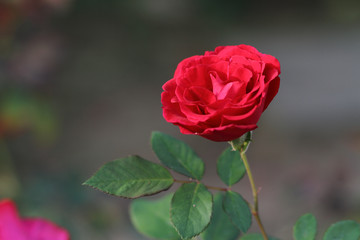 red rose