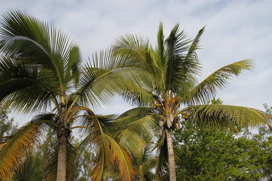 Palmiers sur la plage, La Réunion