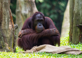 orangutan © mktuteja
