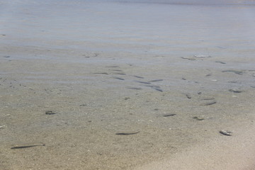 Fototapeta na wymiar Poissons au bord de plage à La Réunion