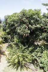 Fototapeta na wymiar Manguier d'un jardin, La Réunion