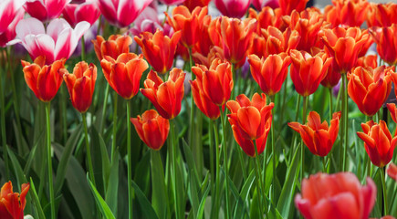 colorful beautiful tulips. Floral Background