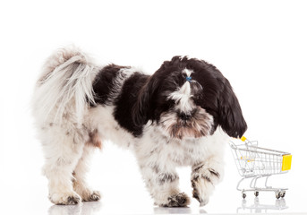 dog with shopping cart isolated on white