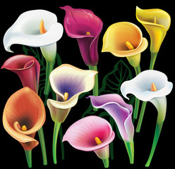Calla flowers set in different colors