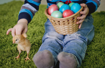 Little chicken and Easter eggs in the hands of the baby