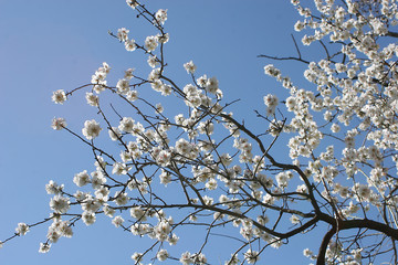 branches of almond flowers with blue sky in the background