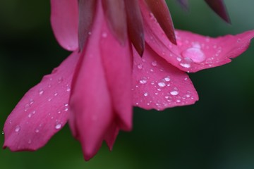 Canna iridiflora 