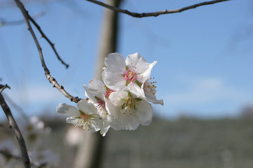 almond flowers