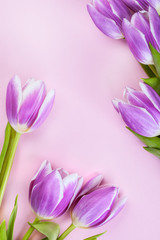 Obraz na płótnie Canvas Purple tulips on pink background