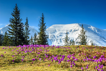 Spring landscape and purple crocus flowers,Fagaras mountains,Carpathians,Romania