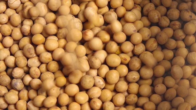 Harvested soybeans falling in the sack, top view close up footage