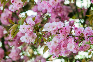  spring background. spring blossoming tree with pink background