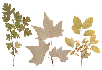 Herbarium of various plants
