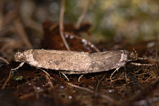 Agonopteryx heracliana micro moths mating. Moths in the family Elachistidae in cop, showing diagnostic markings on forewings
