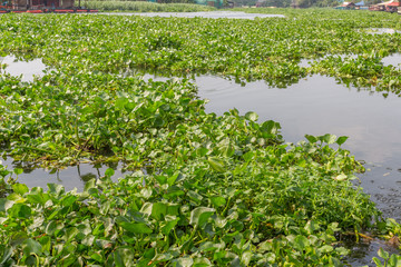 Fototapeta na wymiar Water Hyacinth in the river