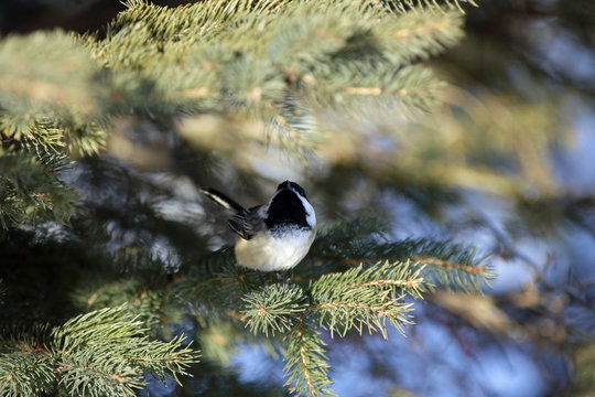 M&eacute;sange &agrave; t&ecirc;te noire