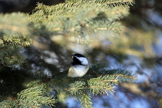 M&eacute;sange &agrave; t&ecirc;te noire