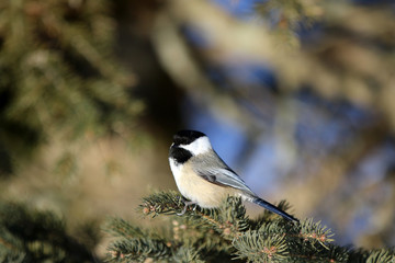 Mésange à tête noire © Pascal Huot