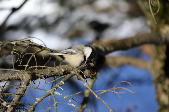 M&eacute;sange &agrave; t&ecirc;te noire