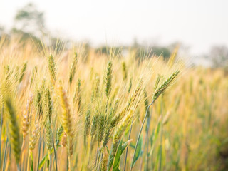 ears of wheat in the countryside field