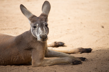 kangaroo resting in the shade of eucalyptus