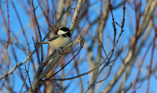 M&eacute;sange &agrave; t&ecirc;te noire