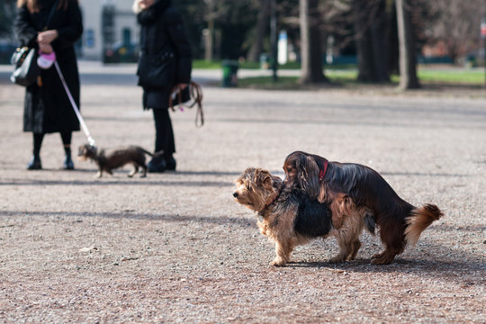 Accoppiamento di cani di piccola taglia in un parco