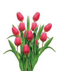 Bouquet of pink tulips isolated on white background
