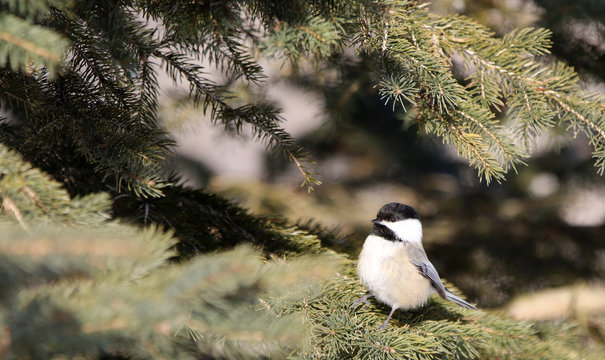 M&eacute;sange &agrave; t&ecirc;te noire