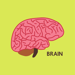 Brain illustration vector colorful
