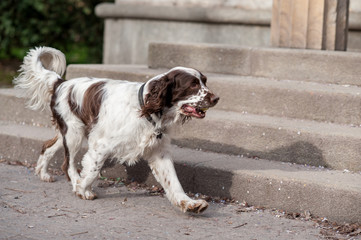 Setter irlandese rosso-bianco che passeggia libero  