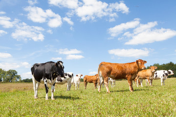 Mixed herd of Limousin beef cows  and Holstein dairy cattle standing in a sunny pasture under  a...