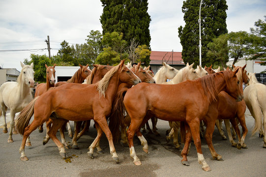 Tropilla