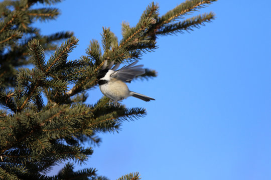 M&eacute;sange &agrave; t&ecirc;te noire