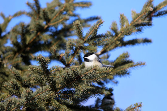 M&eacute;sange &agrave; t&ecirc;te noire