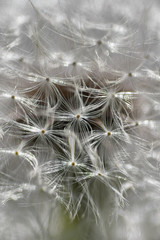 Abstract dandelion closeup background