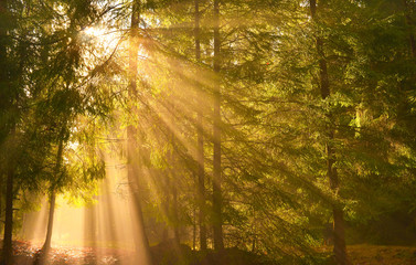 Sunbeams in spring forest