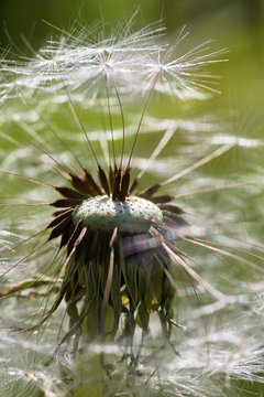 Dandelion closup with seeds ready to flight