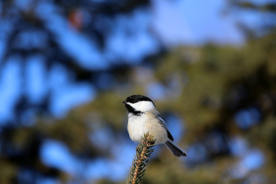 M&eacute;sange &agrave; t&ecirc;te noire