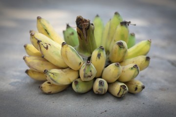 Cultivated banana