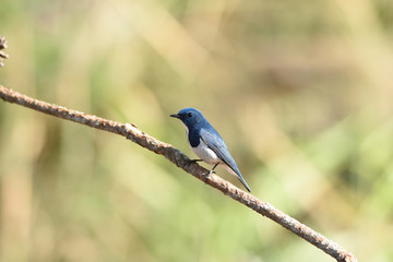 Ultramarine Flycatcher