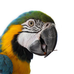 Blue and Gold Macaw (Ara ararauna) on a white background