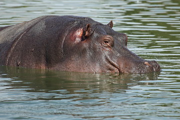 Hippo lying in water