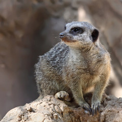 Suricate or Meerkat sitting on the stone