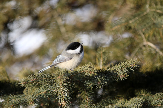 M&eacute;sange &agrave; t&ecirc;te noire