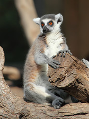 Ringtailed lemur (Lemur catta)